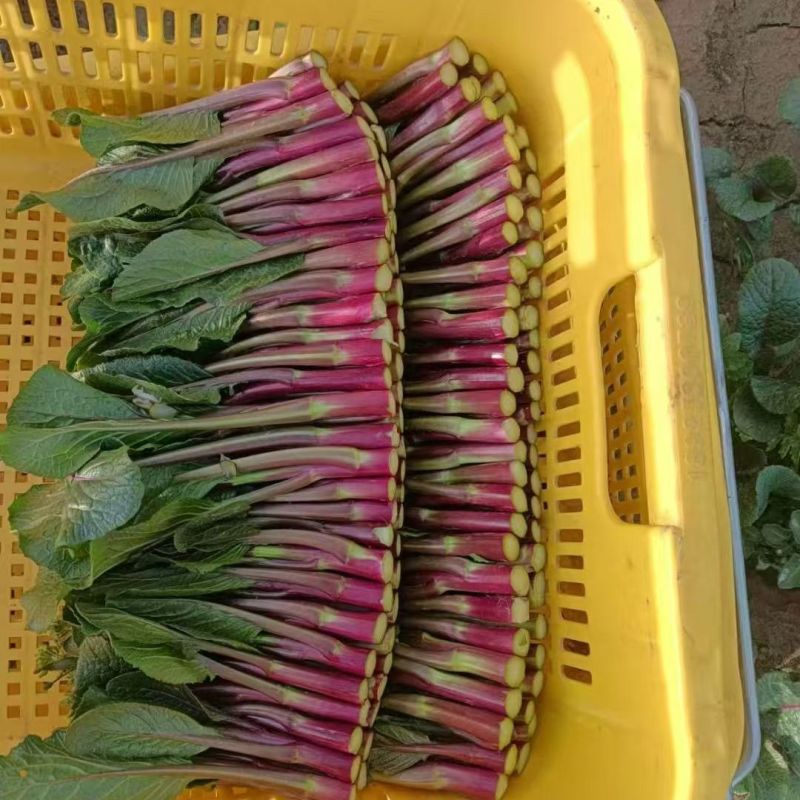 红菜苔湖北菜苔大量供应可视频看货欢迎来电采购