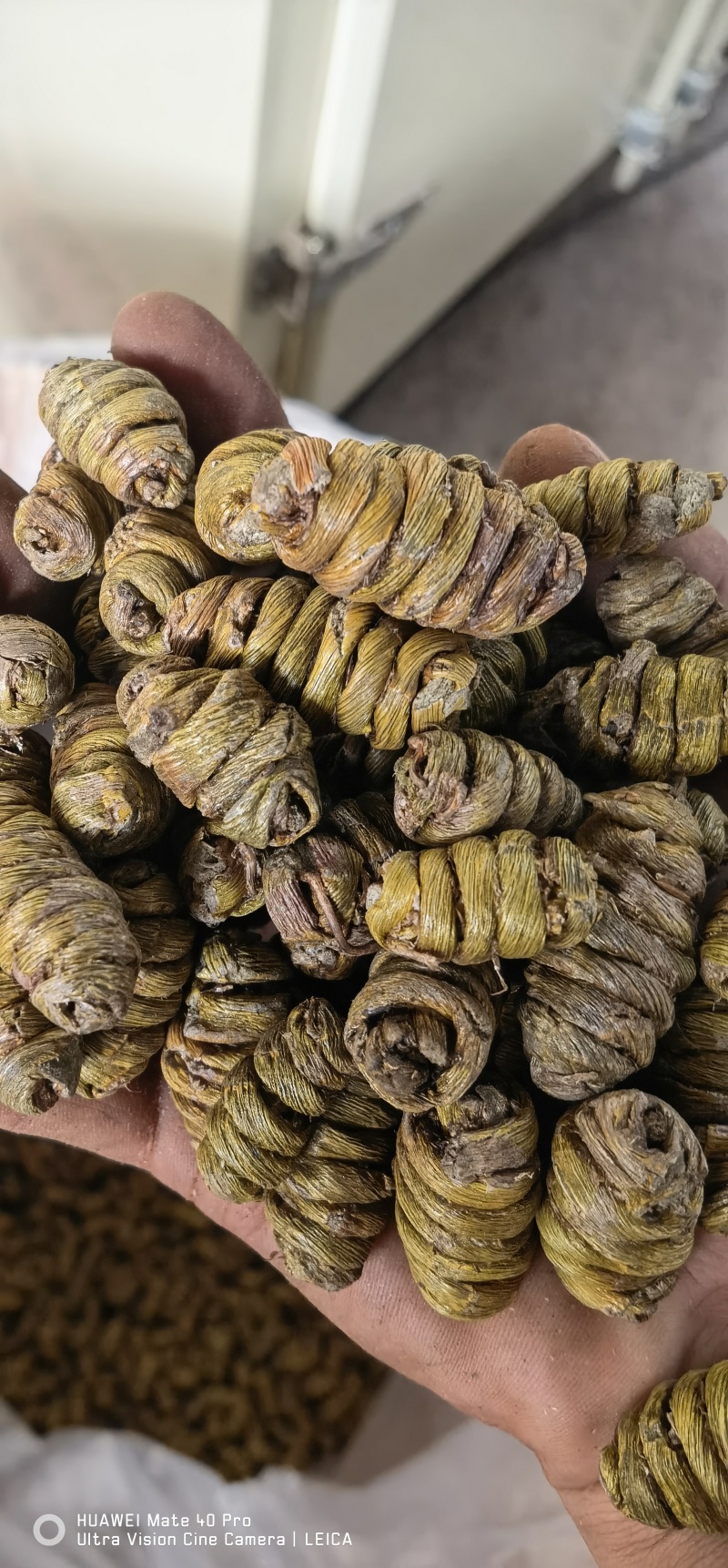 铁皮石斛颗粒，岁月静好滋养身。生活如诗，健康同行。
