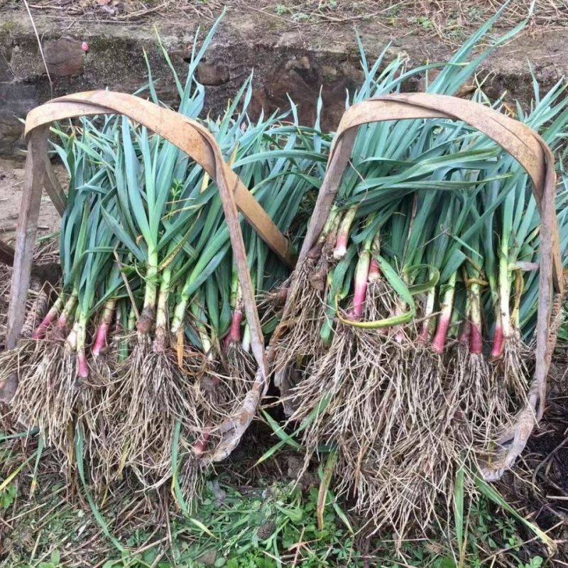红根蒜苗大量供应湖北蒜苗可视频看货欢迎来电采购