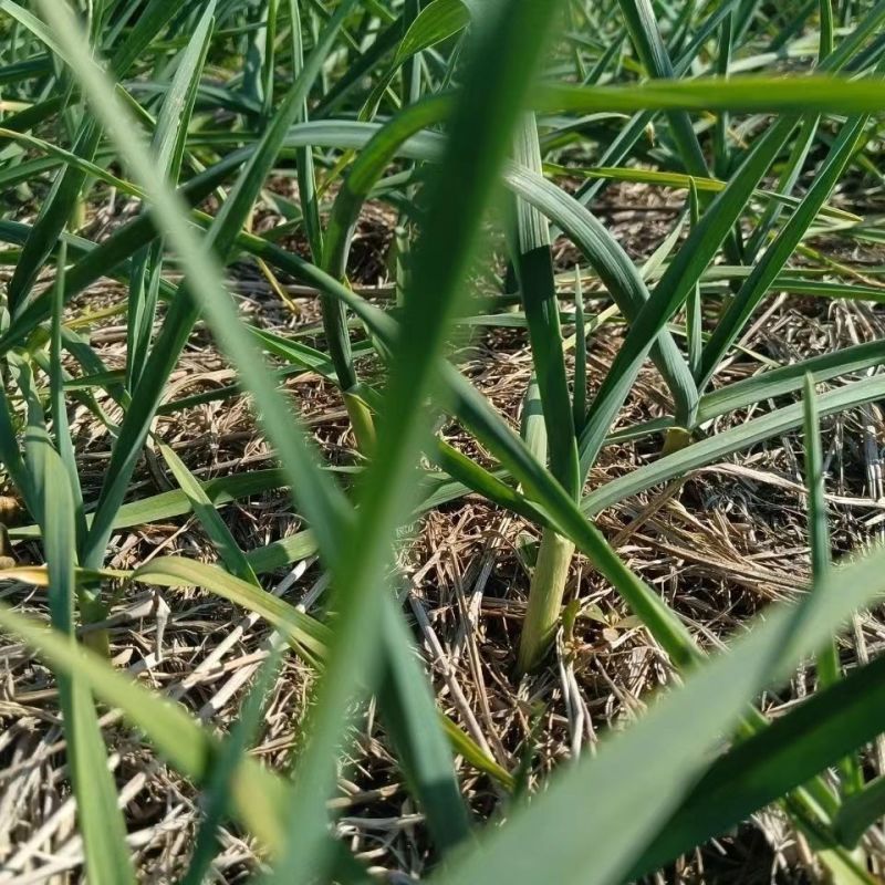 红根蒜苗大量供应湖北蒜苗可视频看货欢迎来电采购