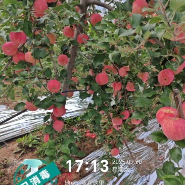 秦脆苹果