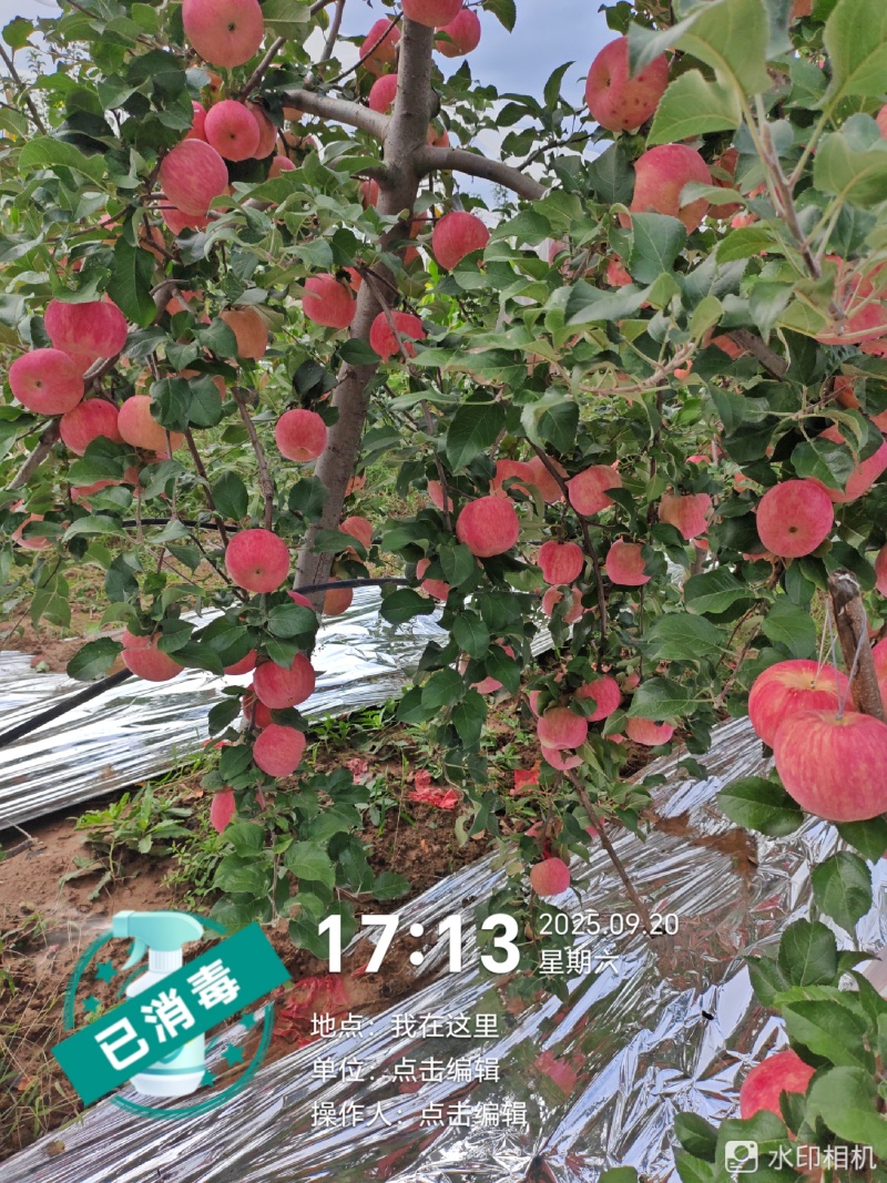 秦脆苹果
