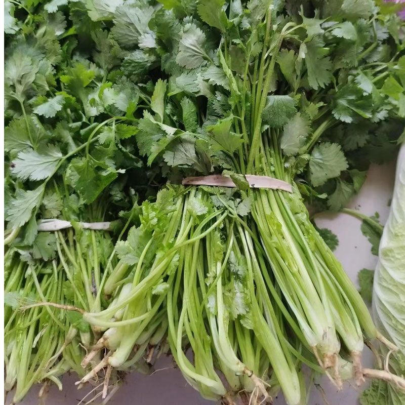 香菜精品大叶香菜对接各大市场商超电商加工厂品质保证欢