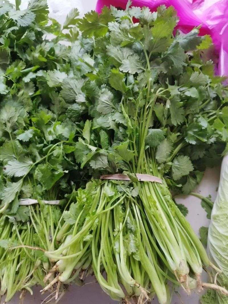 香菜精品大叶香菜对接各大市场商超电商加工厂品质保证欢