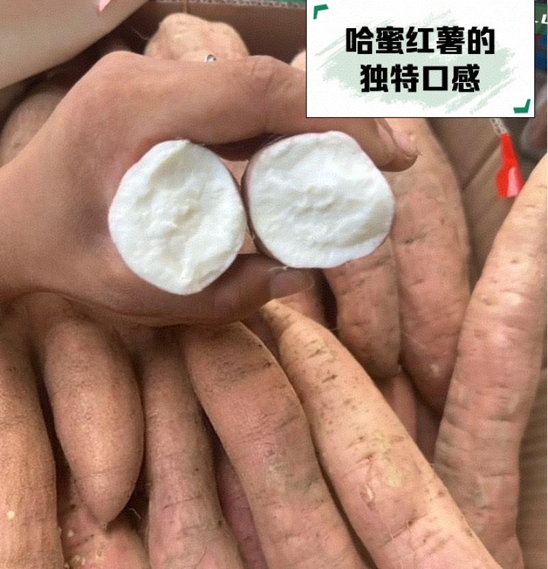 《哈密红薯》白哈蜜地瓜（现挖现发）冰糖心白蜜薯/全国发货
