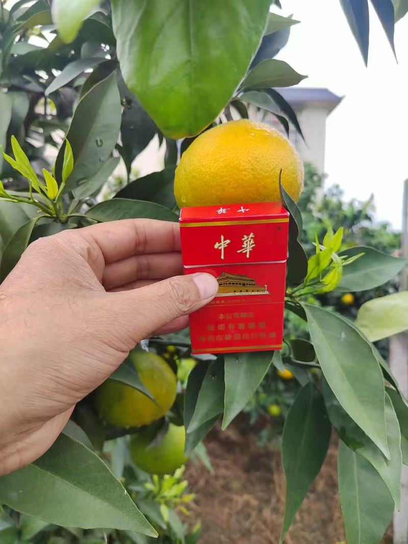 四川眉山38号爱媛果冻橙，即将上市，有需要的老板提钱订货