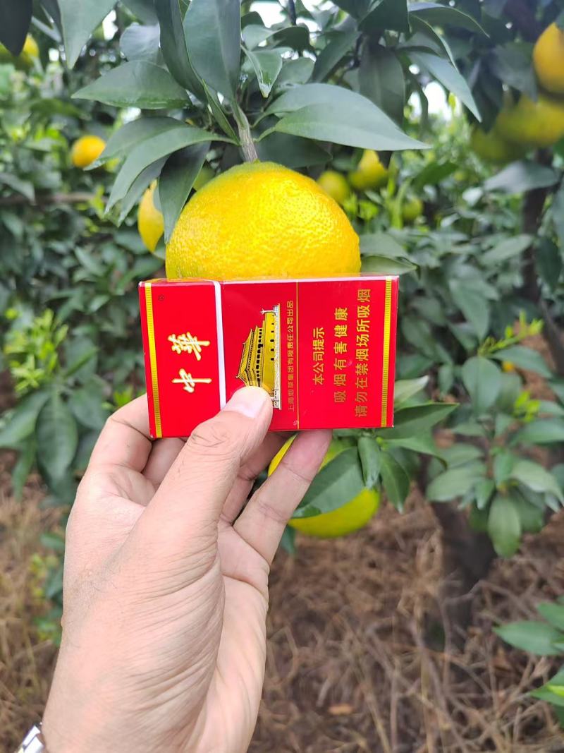 四川眉山38号爱媛果冻橙，即将上市，有需要的老板提钱订货
