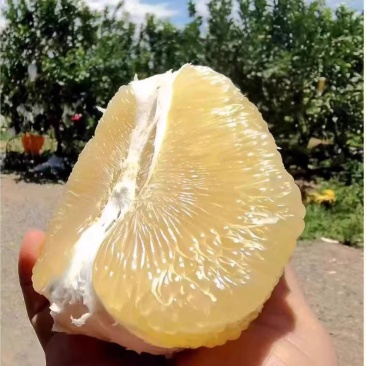 白心柚子白心柚白柚大量供应可视频看货欢迎来电采购