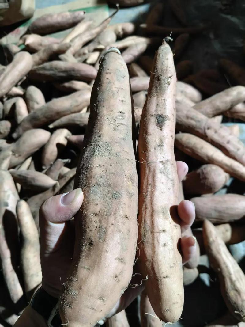 精品哈蜜冰糖蜜薯/哈蜜薯/对接电商～批发～商超团购