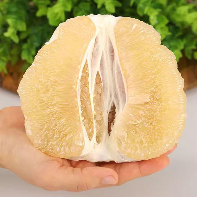 白心柚子白心柚白柚大量供应可视频看货欢迎来电采购