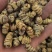 品味铁皮石斛枫斗，感受大自然的馈赠，独特的植物精华让你与