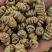 品味铁皮石斛枫斗，感受大自然的馈赠，独特的植物精华让你与