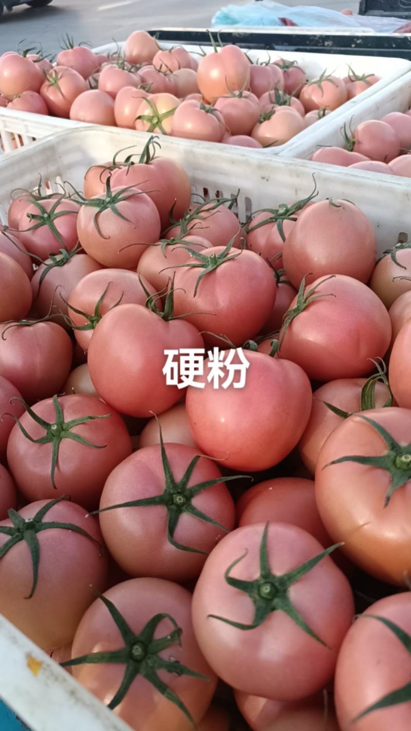 山东莘县硬粉西红柿上市中硬度高耐运输口感好