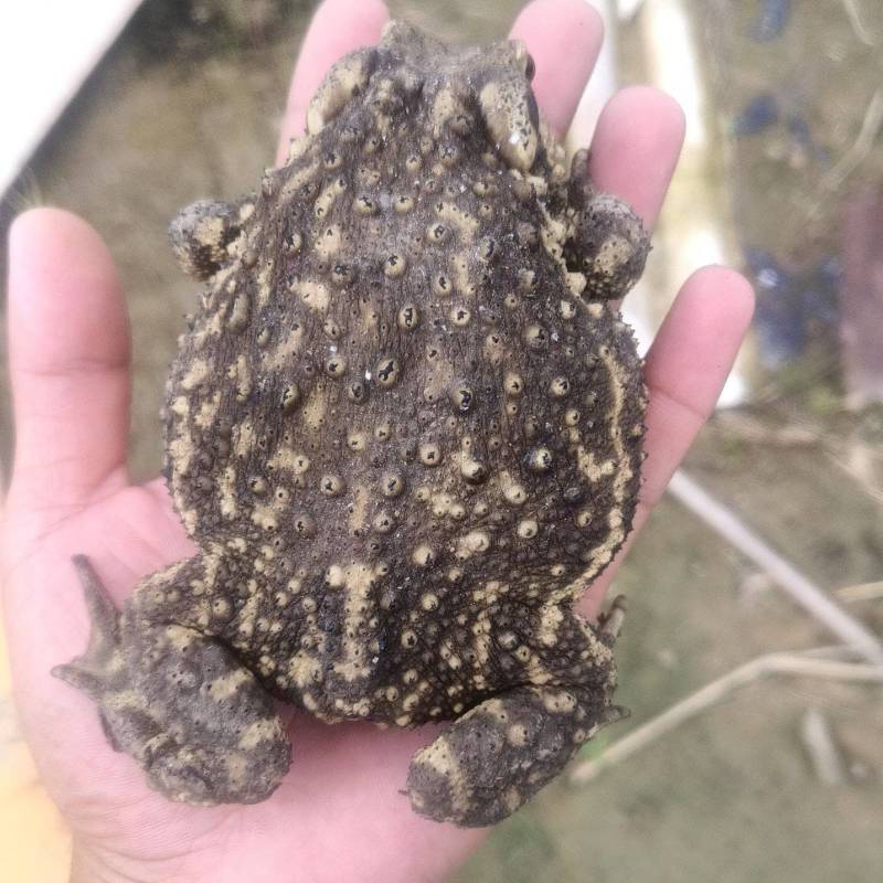 种蟾蜍接受预定，浆多，点位高活力强（不发货）