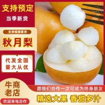 秋月梨山东秋月梨大量上市，甜脆无渣，可视频看货