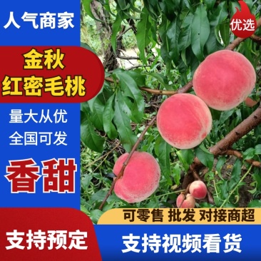 毛桃山东青岛毛桃金秋红密大量上市，欢迎来电咨询