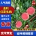 毛桃山东青岛毛桃金秋红密大量上市，欢迎来电咨询