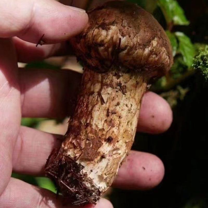 西藏特级野生松茸煲汤无硫未开伞松茸菌菇新鲜活食用干货藏族
