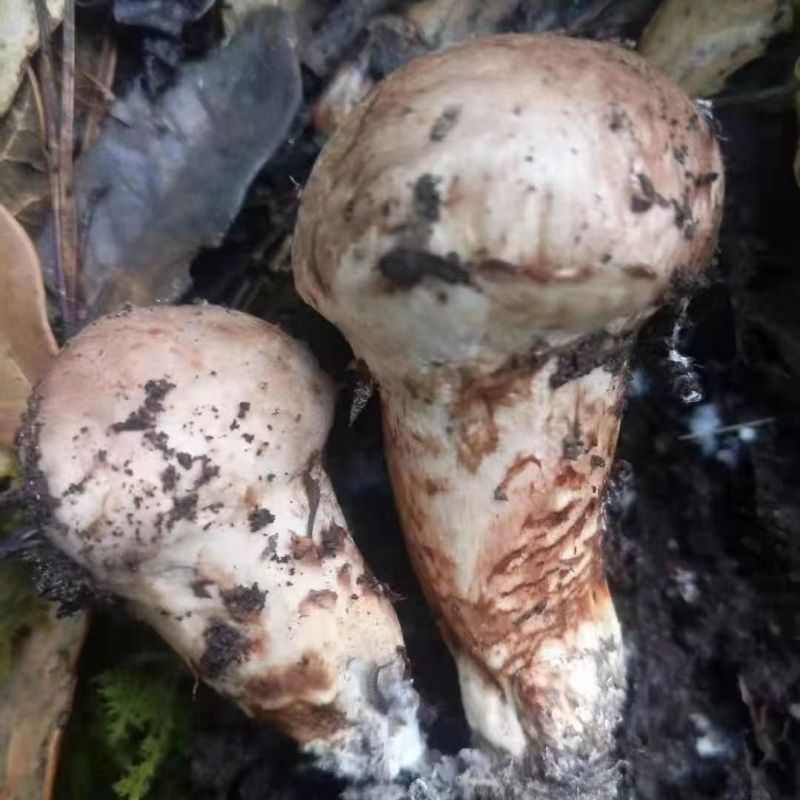 西藏特级野生松茸煲汤无硫未开伞松茸菌菇新鲜活食用干货藏族