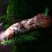 西藏特级野生松茸煲汤无硫未开伞松茸菌菇新鲜活食用干货藏族