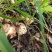 西藏特级野生松茸煲汤无硫未开伞松茸菌菇新鲜活食用干货藏族