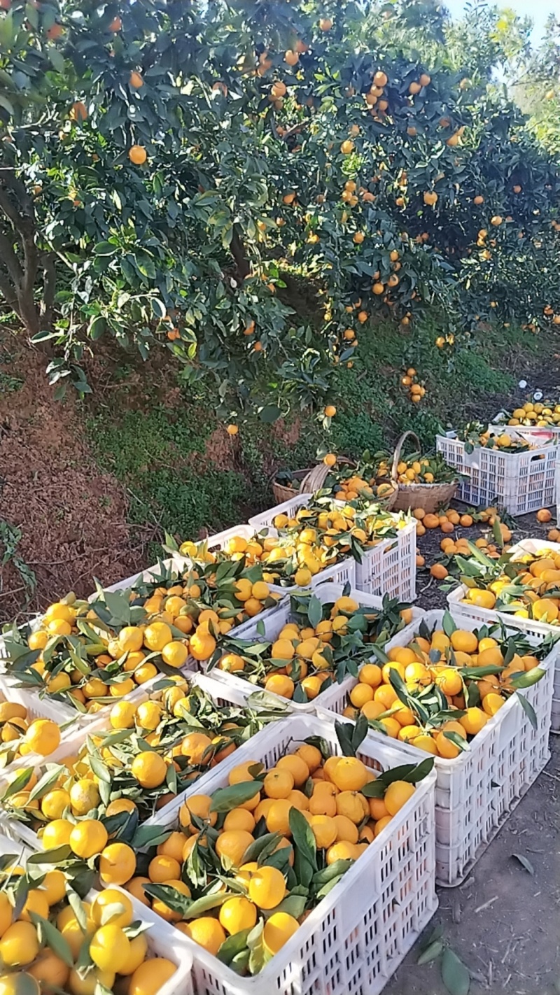 蜜橘毛毛钱有需要的老板联系我***********