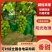 阳光玫瑰山东精品阳光玫瑰，量大价格从优，可视频看货