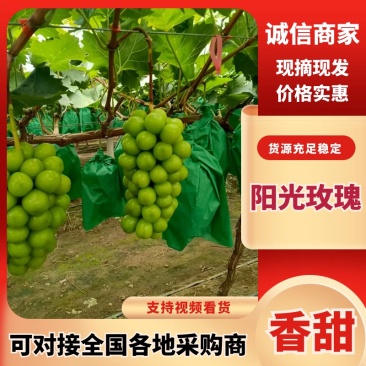葡萄青岛阳光玫瑰，货源充足，产地直销，可视频看货