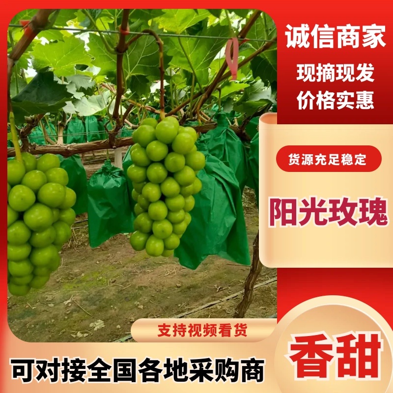 葡萄青岛阳光玫瑰，货源充足，产地直销，可视频看货