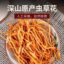 极鲜姑净重虫草花干农家特产今年新货北蛹金虫草煲汤火锅