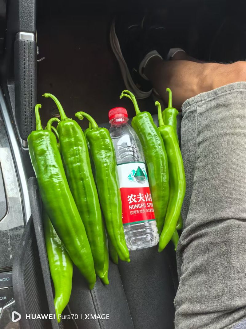 大量供应，螺丝椒，线椒，羊角椒，对接超市，市场，电商，