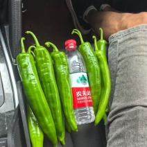 大量供应，螺丝椒，线椒，羊角椒，对接超市，市场，电商，