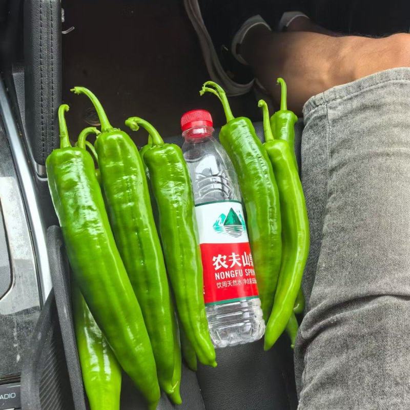 大量供应，螺丝椒，线椒，羊角椒，对接超市，市场，电商，