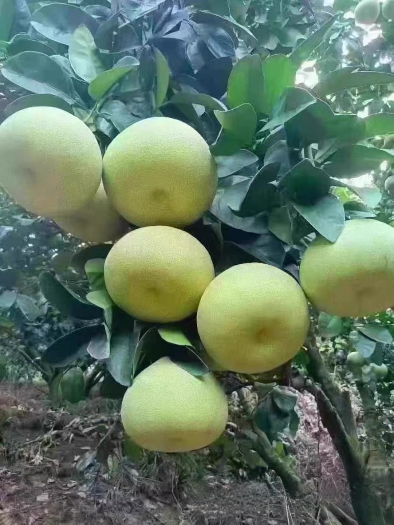 福建度尾红心文旦柚