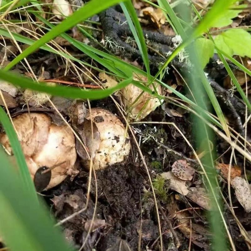 西藏野生特级松茸