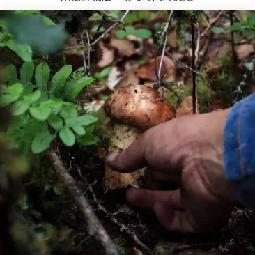 西藏野生特级松茸