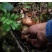 西藏野生特级松茸