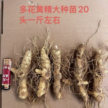 多花黄精种苗货源充足量大从优质量保证欢迎咨询