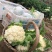 山东聊城有机花菜/松花菜/有机菜花/白面青埂菜花