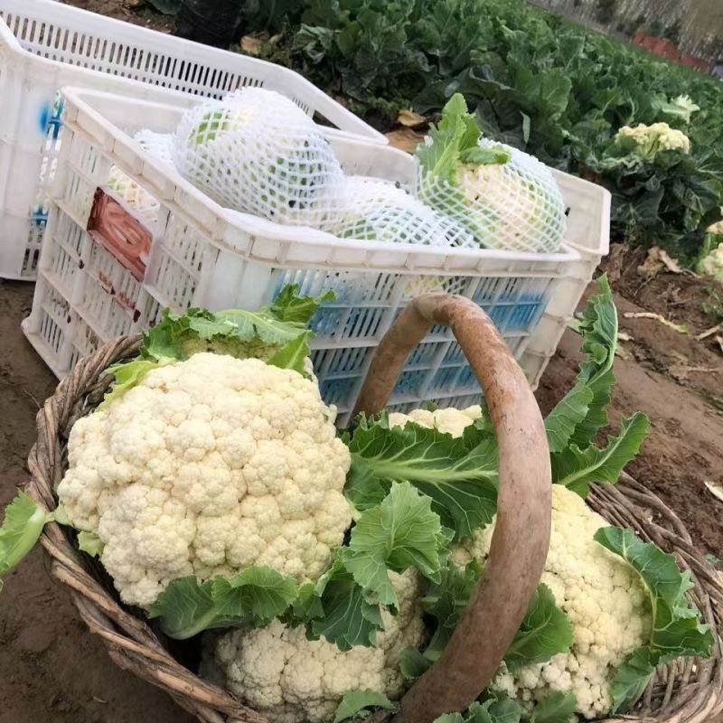 山东聊城有机花菜/松花菜/有机菜花/白面青埂菜花