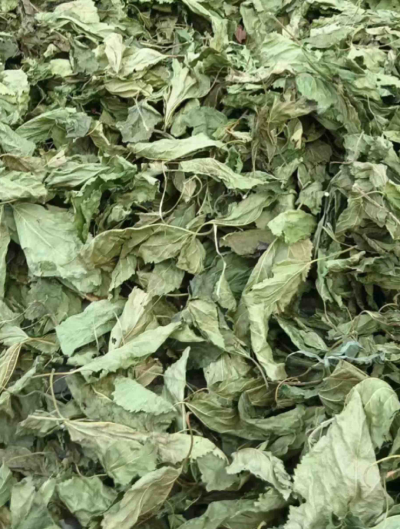 桑叶两个规格需要的老板直接下单就可以