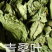 桑叶两个规格需要的老板直接下单就可以
