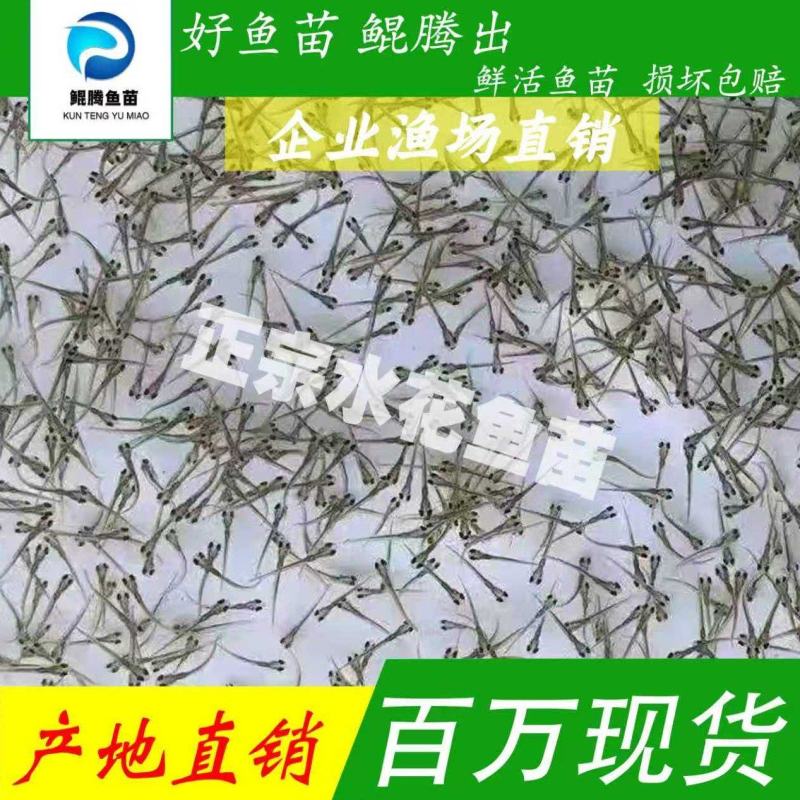草鱼水花广草水花产地自孵化免费送货麦鲮水花量大
