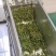 自家茶叶——黄金芽。量多可优惠！随时可发货！