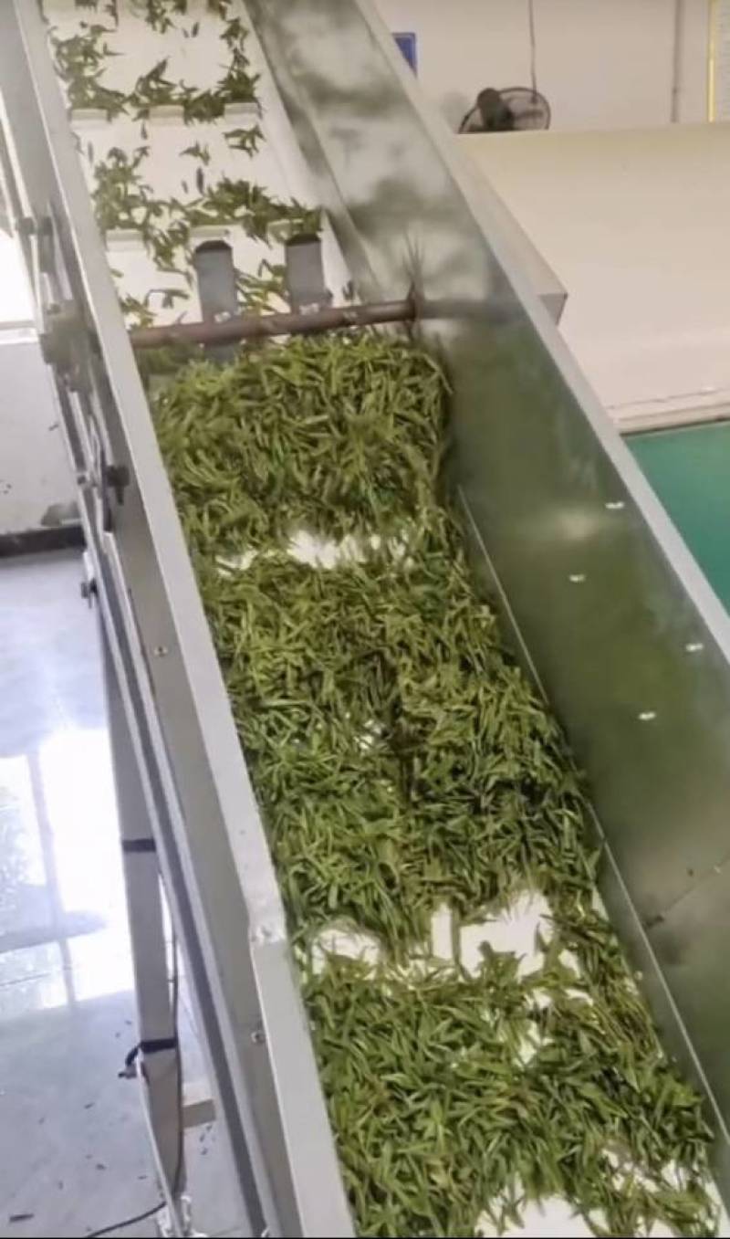 自家茶叶——黄金芽。量多可优惠！随时可发货！