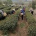 自家茶叶——黄金芽。量多可优惠！随时可发货！
