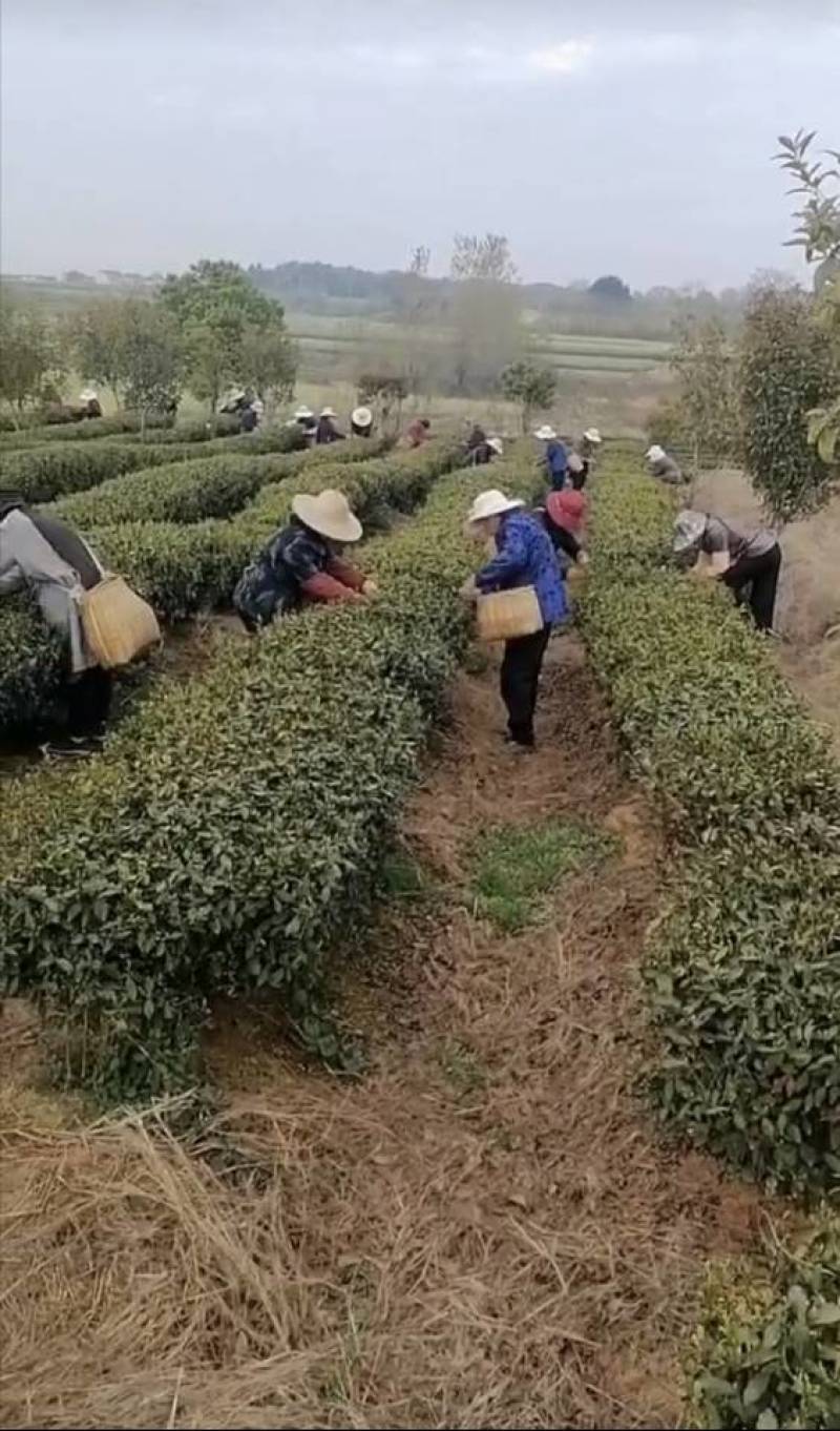 自家茶叶——黄金芽。量多可优惠！随时可发货！