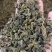 桑叶茶实物拍摄物美价廉售后无忧诚信第一需要的把健康带回家