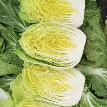 东北白菜，吉林白菜，黄心菜，大量有货，欢客商迎采购