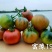 草莓番茄苗、铁皮柿子、绿肩浓郁，酸甜可口、果实圆整